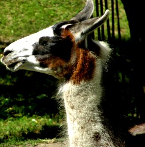 Llama photo