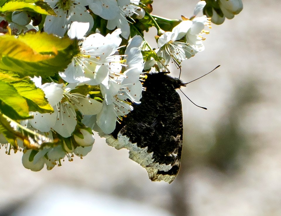 Mourning cloak nectaring on cherry blossoms 1 - cropped