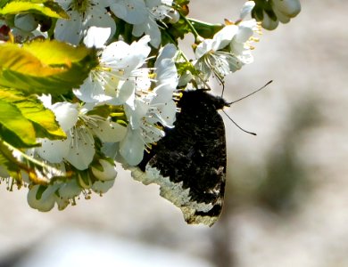 Mourning cloak nectaring on cherry blossoms 1 - cropped photo