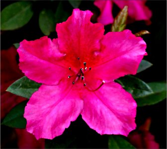 Azalea -- Rhododendron rose pink photo