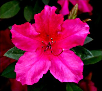Azalea -- Rhododendron rose pink