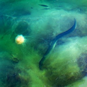 European eel in Gullmarn fjord 2 photo