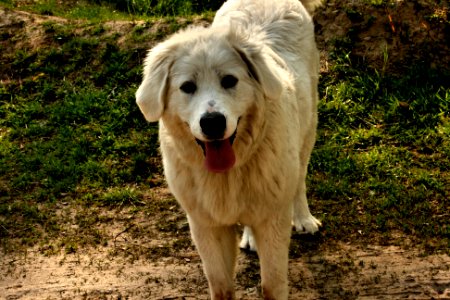 Polish shepherd dog photo