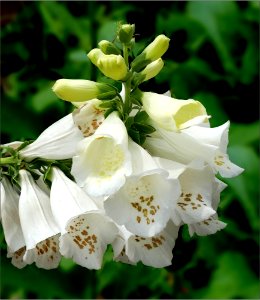 Foxglove -- Digitalis purpurea photo