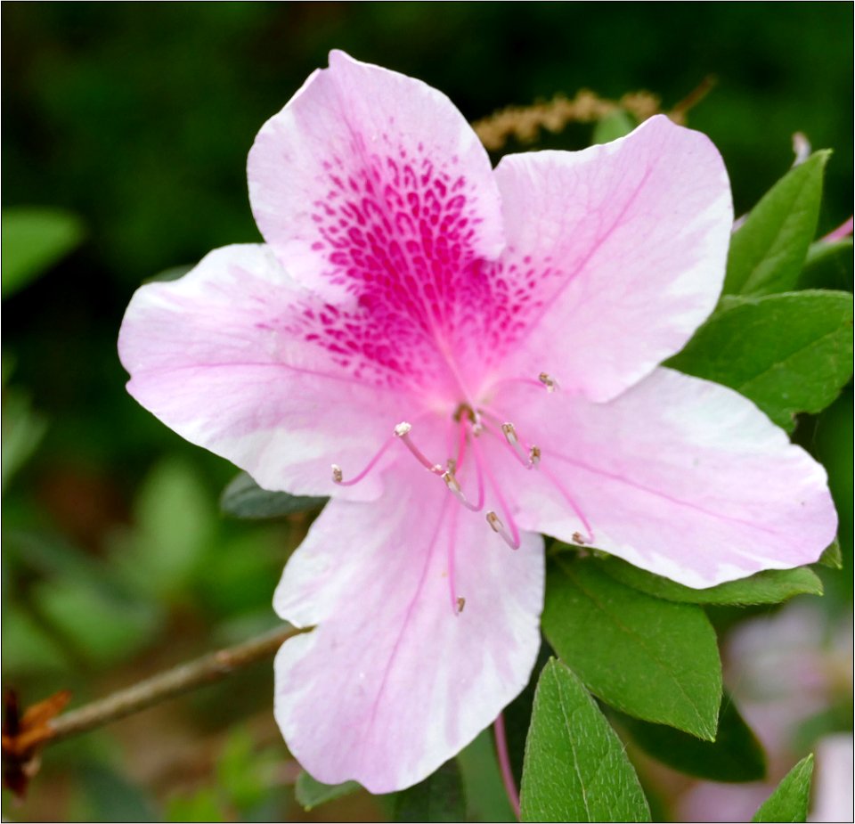 Azalea -- Rhododendron light pink