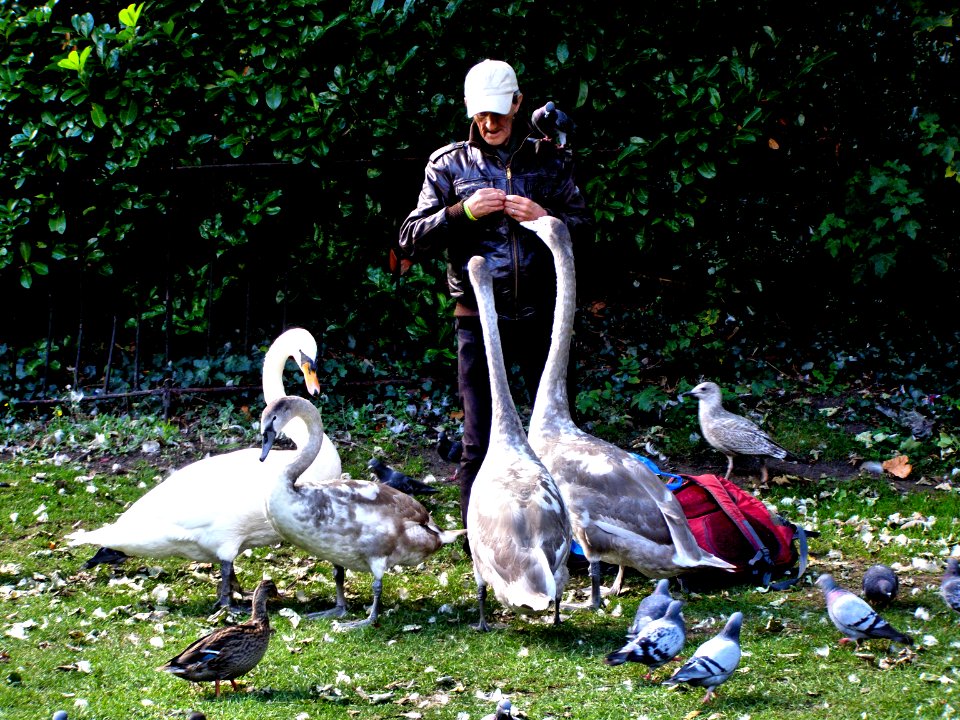 Men feeding swans