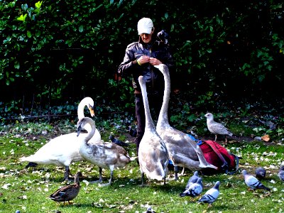 Men feeding swans