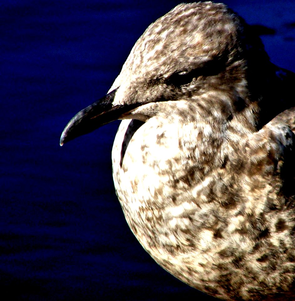 Black-bellied Plover