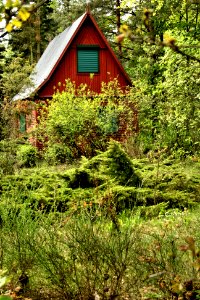 Forest hut photo