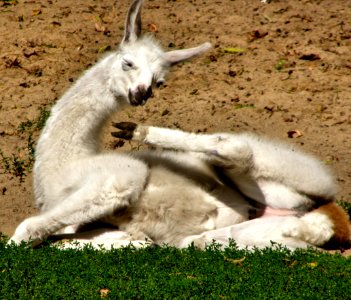 Llama