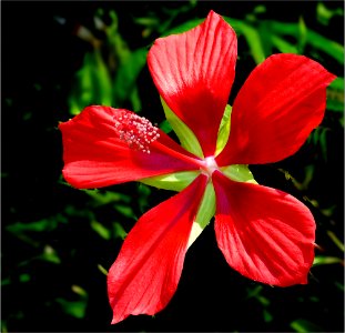 Texas Star -- Hibiscus coccineus photo