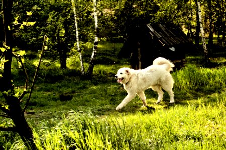 Polish shepherd dog photo