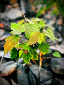Red Maple Seedling