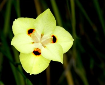morea iris -- Dietes-iridioides