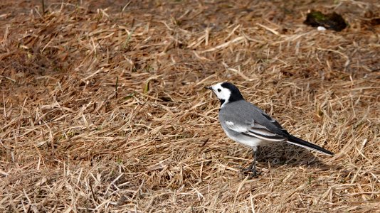 20180412 Wagtail1