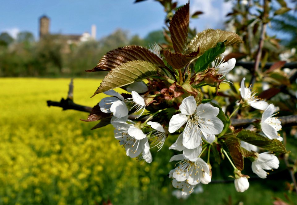 spring