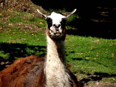 Llama
