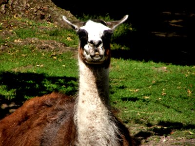 Llama photo