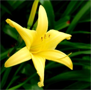 daylily -- Hemerocallis