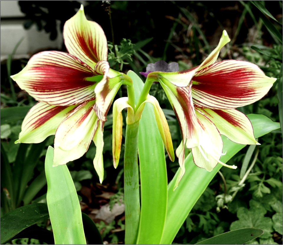Butterfly Amaryllis -- amaryllis “Papilio”