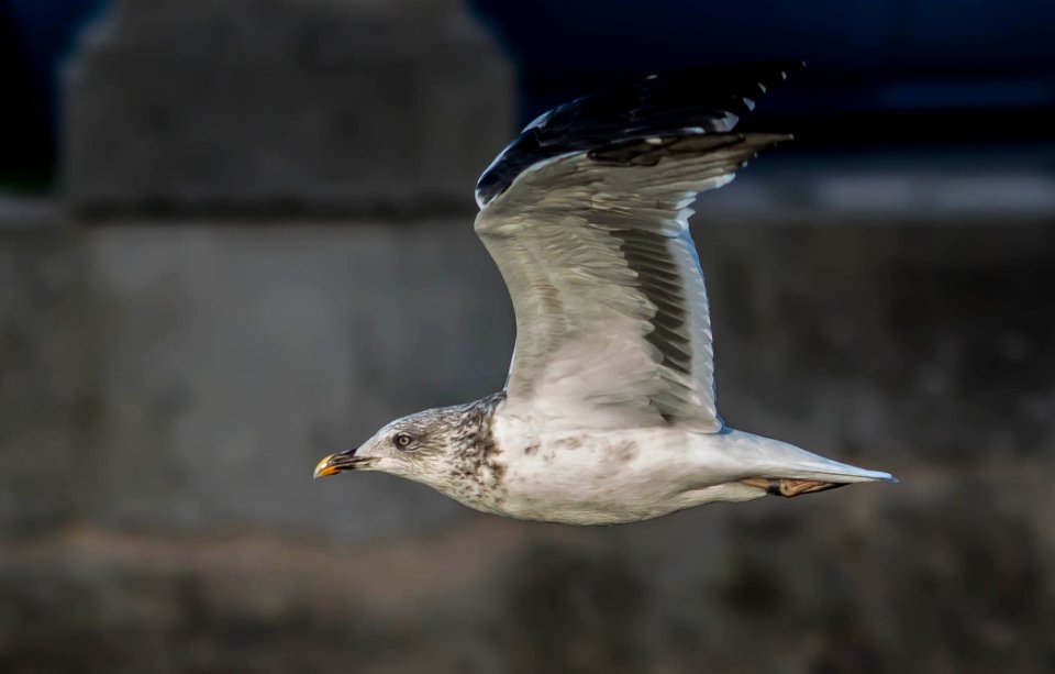 Larus fuscus 3y photo