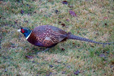 Pheasants 3, RX10 IV, 600 mm hand held, ISO 800, f/4, 1/60