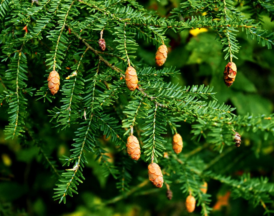 Hemlock Branches With Cones