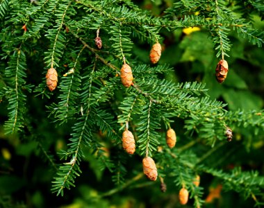 Hemlock Branches With Cones