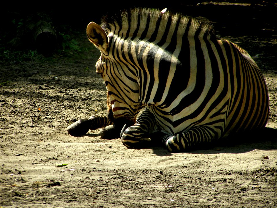 Zebra