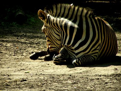 Zebra