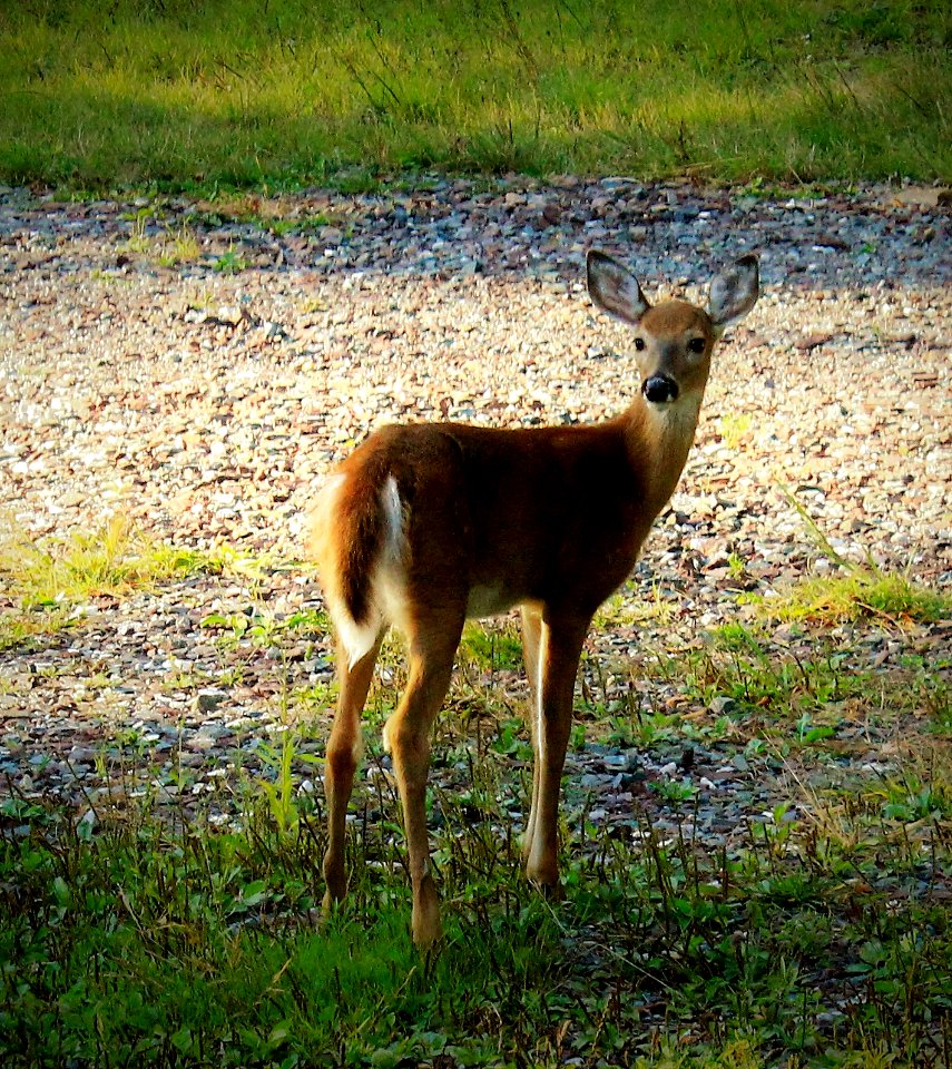 White-Tailed Deer (Doe)