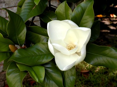 Southern magnolia -- Magnolia grandiflora photo