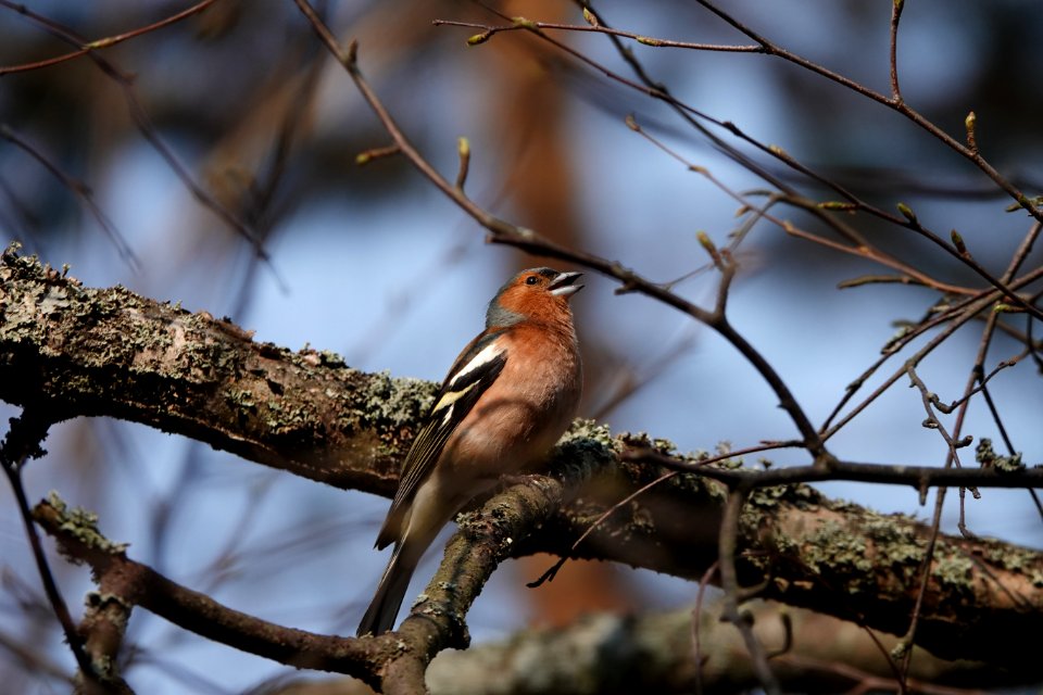 20190425 A finch singing at Puurijärvi