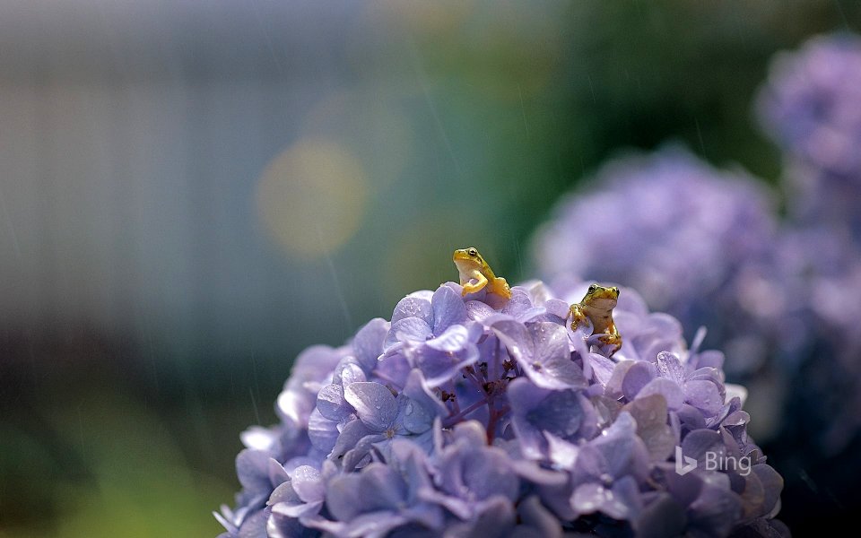 Japanese tree frogs on Hydrangea macrophylla, Shiga, Japan