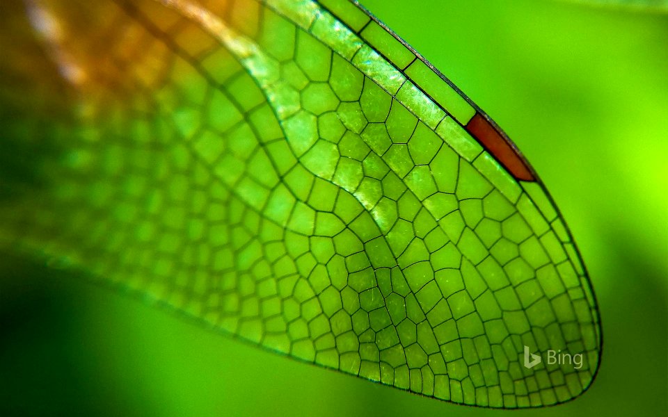 Close-up of a dragonfly wing