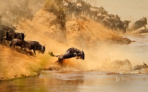 Wildebeest herd crossing the Mara River between Kenya and Tanzania photo