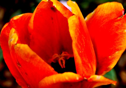 Tulip photo