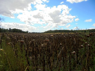 Cournon - Berges de l'Allier (25)