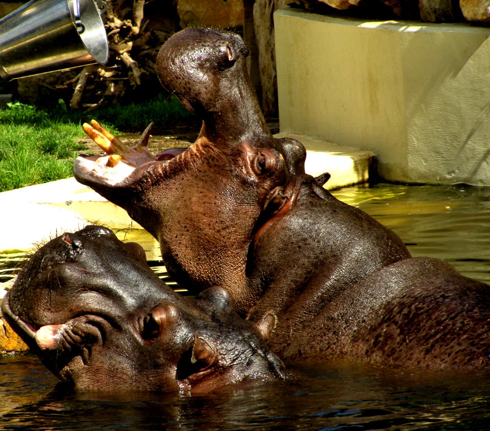 Hippopotamus
