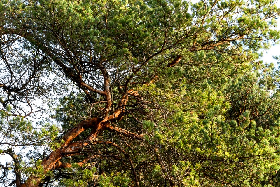 Sunlit pine branch photo