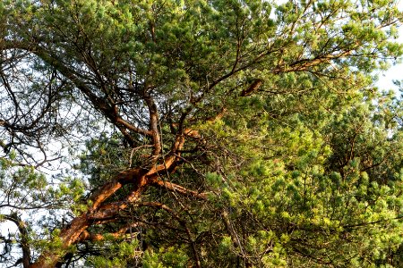 Sunlit pine branch photo