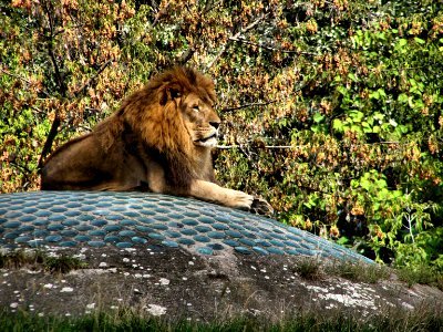 Masai Lion photo