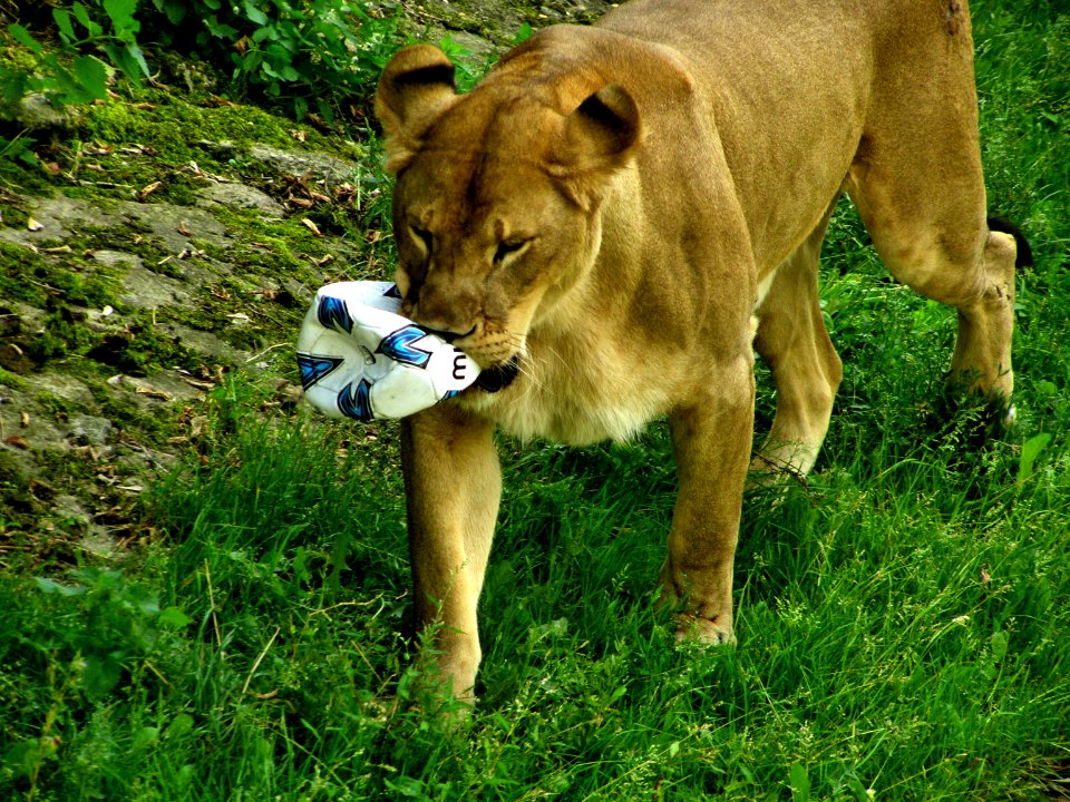 Lion with ball photo