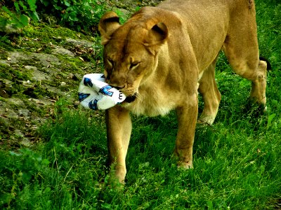 Lion with ball photo
