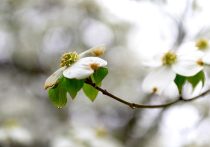 Tree Flower