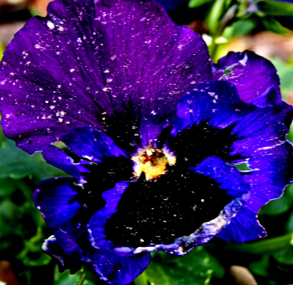 Pansy