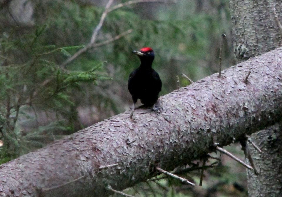 The black ghost of an old forest