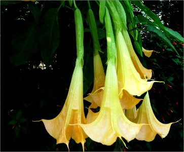 Angle Trumpets----Brugmansia suaveolens