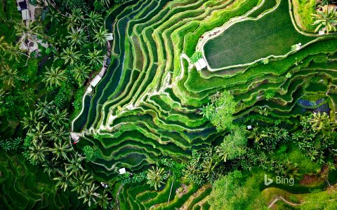 Tegallalang terrace farms in Ubud, Bali, Indonesia photo