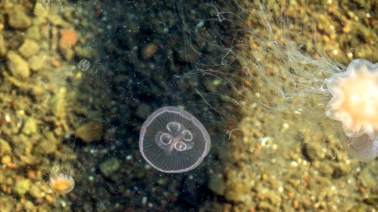 Sea gooseberry, moon jellyfish and lion's mane jellyfish photo